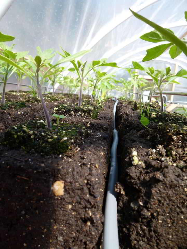 tomatobabies