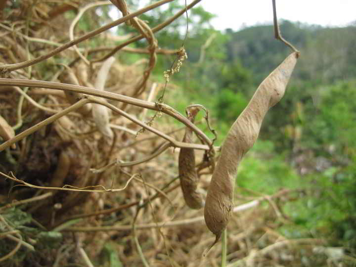 dried bean