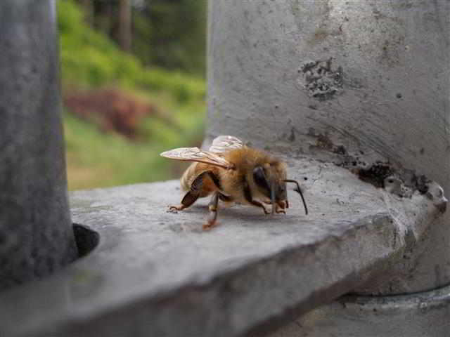 Honeybee on the gate latch.