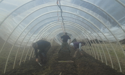 Transplanting some of the first seedlings in the Spring.