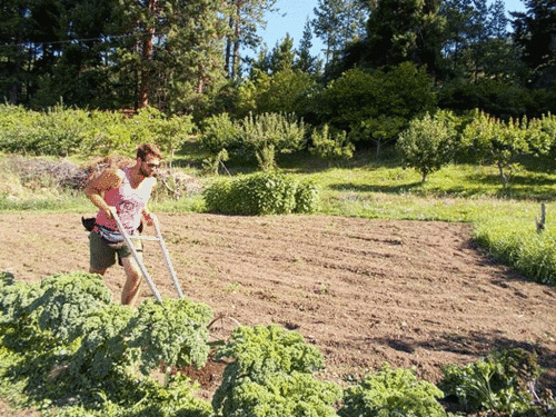 Preparing a small plot before transplanting seedlings.