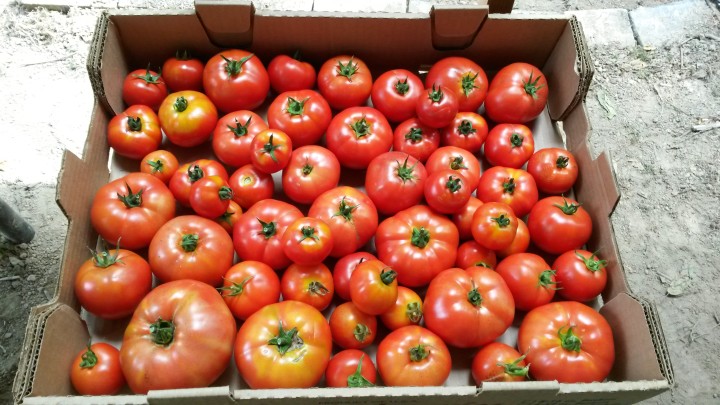 Robin Sturley Tomatoes