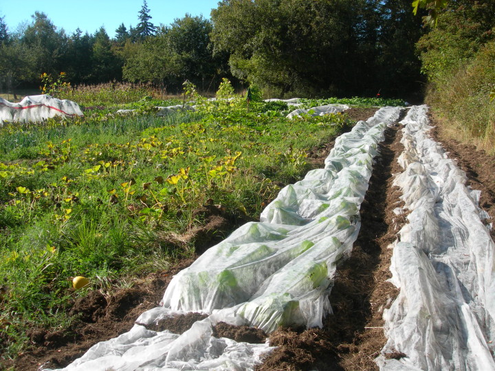 Colleen Popyk Darn Tootin Farm Field