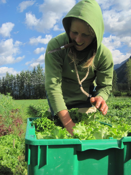 Rootdown Farm Harvest