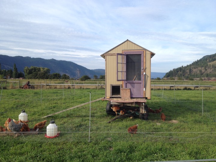 Golden Ears Farm Chicken Coop