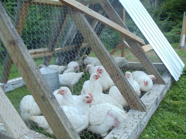 Funky Beets Farm Chickens