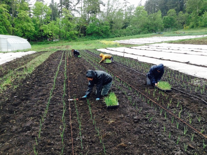 Square Root Farm onion dudes
