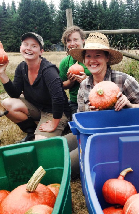 Squash Harvest - Merville Organics Pie Potluck Young Agrarians Event
