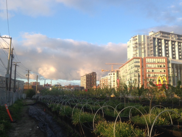 Sole Food Street Farm Job Young Agrarians