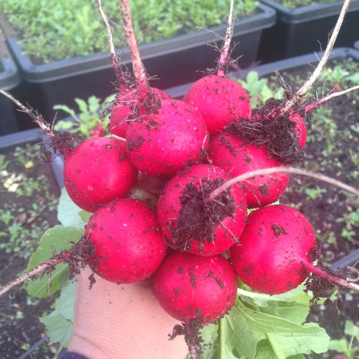 Sole Food Street Farm Job Young Agrarians