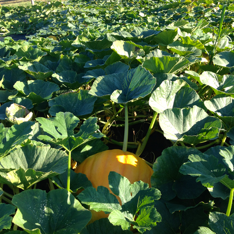 Grow & Gather, Maple Ridge - Pumpkin Patch