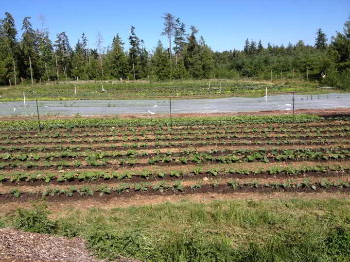 Straight rows of Organic farm nourish need a farm worker needed to help 