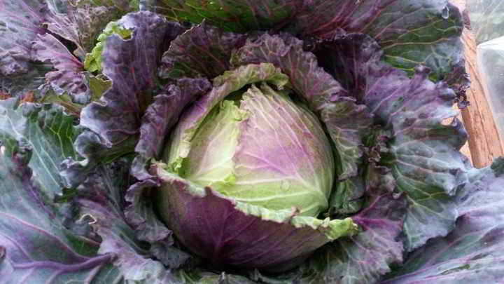 Merville Organics Cabbage