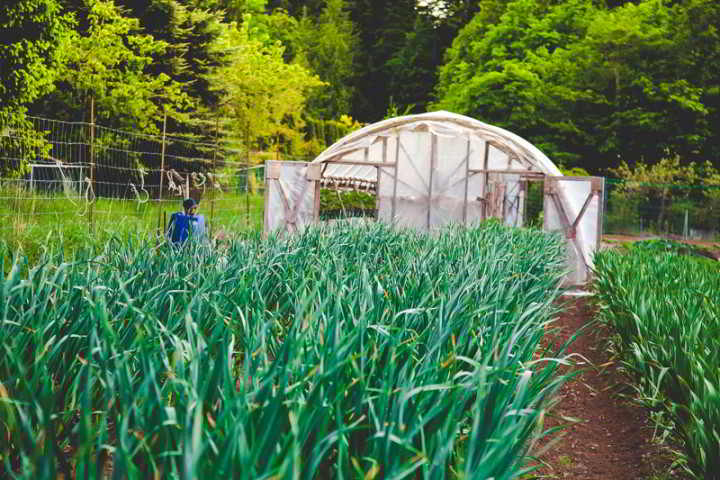 Organic farmer minding garlic beds in front of a greenhouse at Halliburton Incubator Farm in Victoria BC