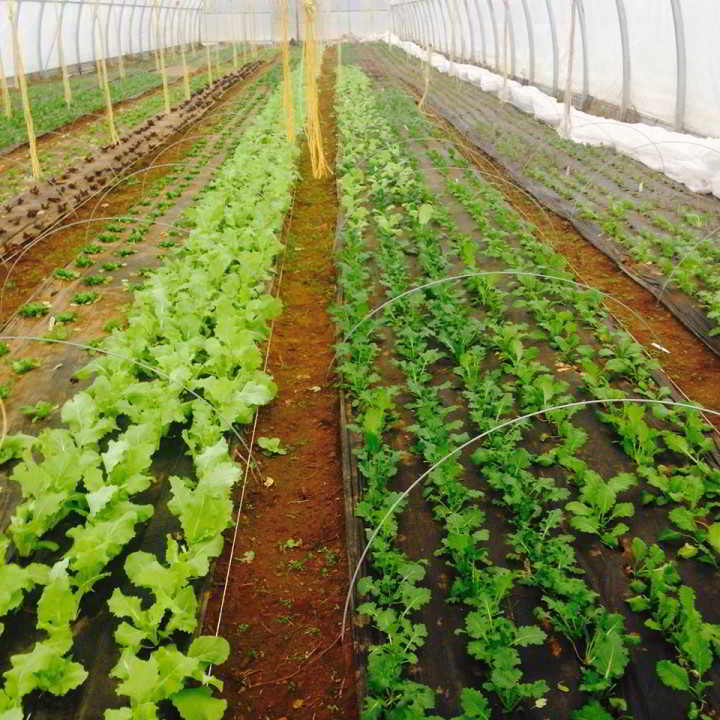 Tender greens in a high tunnel at Shalefield Organic Gardens, a biodynamic farm, in Lindell Beach, BC