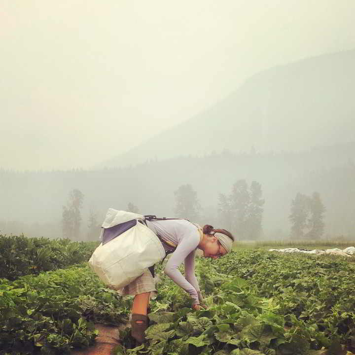 Plenty Wild Smoky Cucumbers
