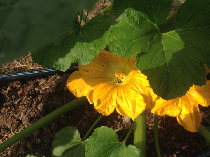 Umbella Farm Bees in Squash