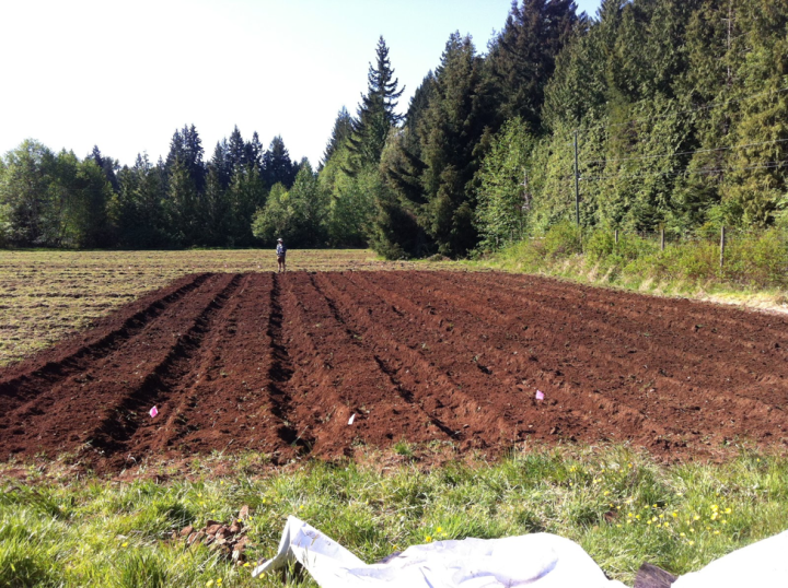 Umbella Farm Fresh Till