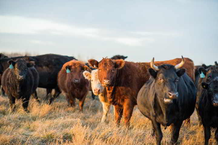 View More: http://raeleneschulmeisterphotography.pass.us/griebel