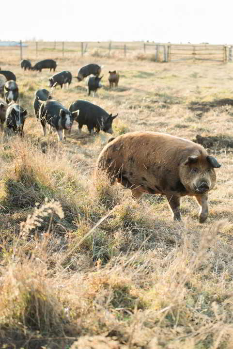 View More: http://raeleneschulmeisterphotography.pass.us/griebel