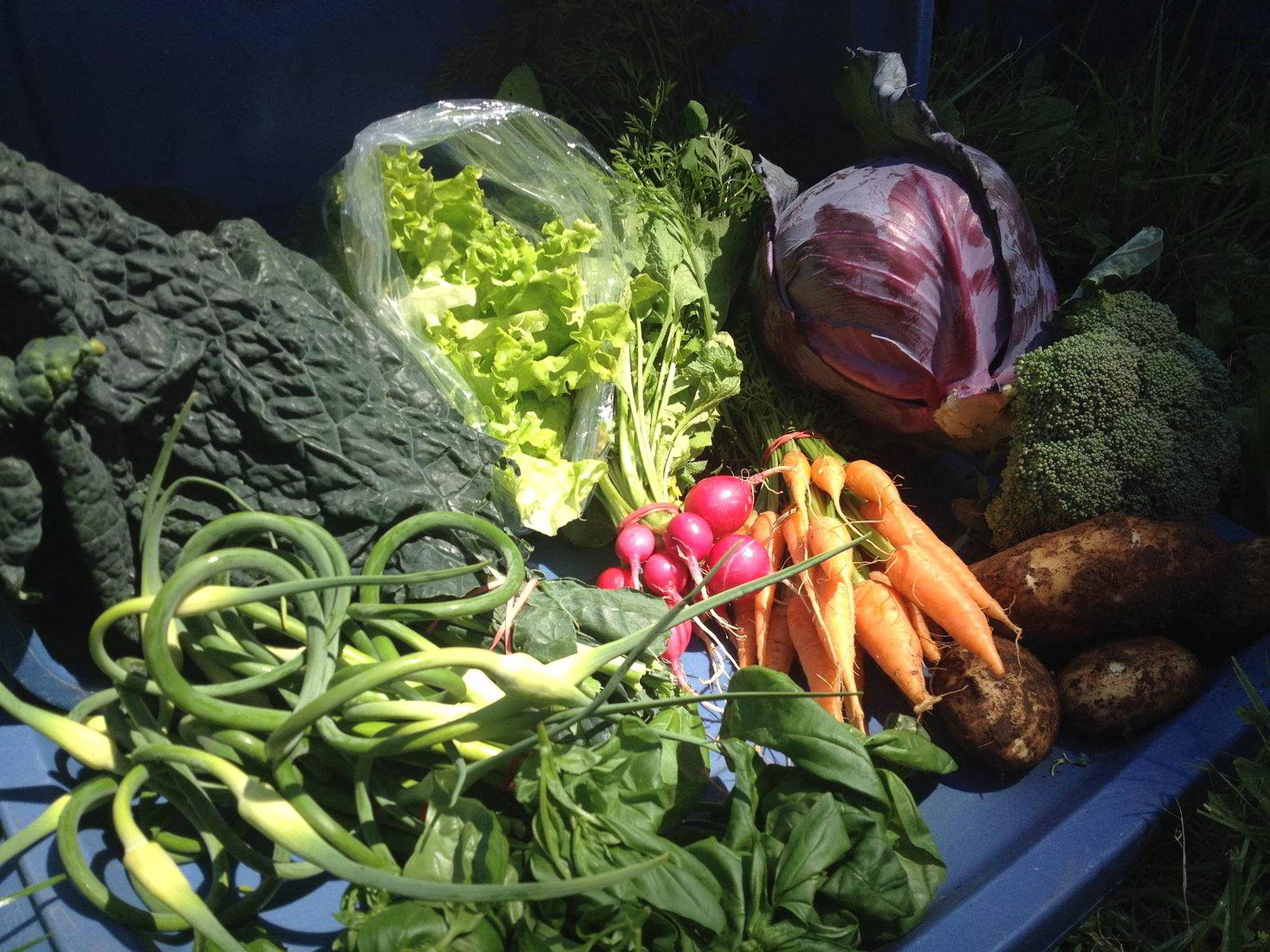 Merville Organics Cooperative - Farm Co-op