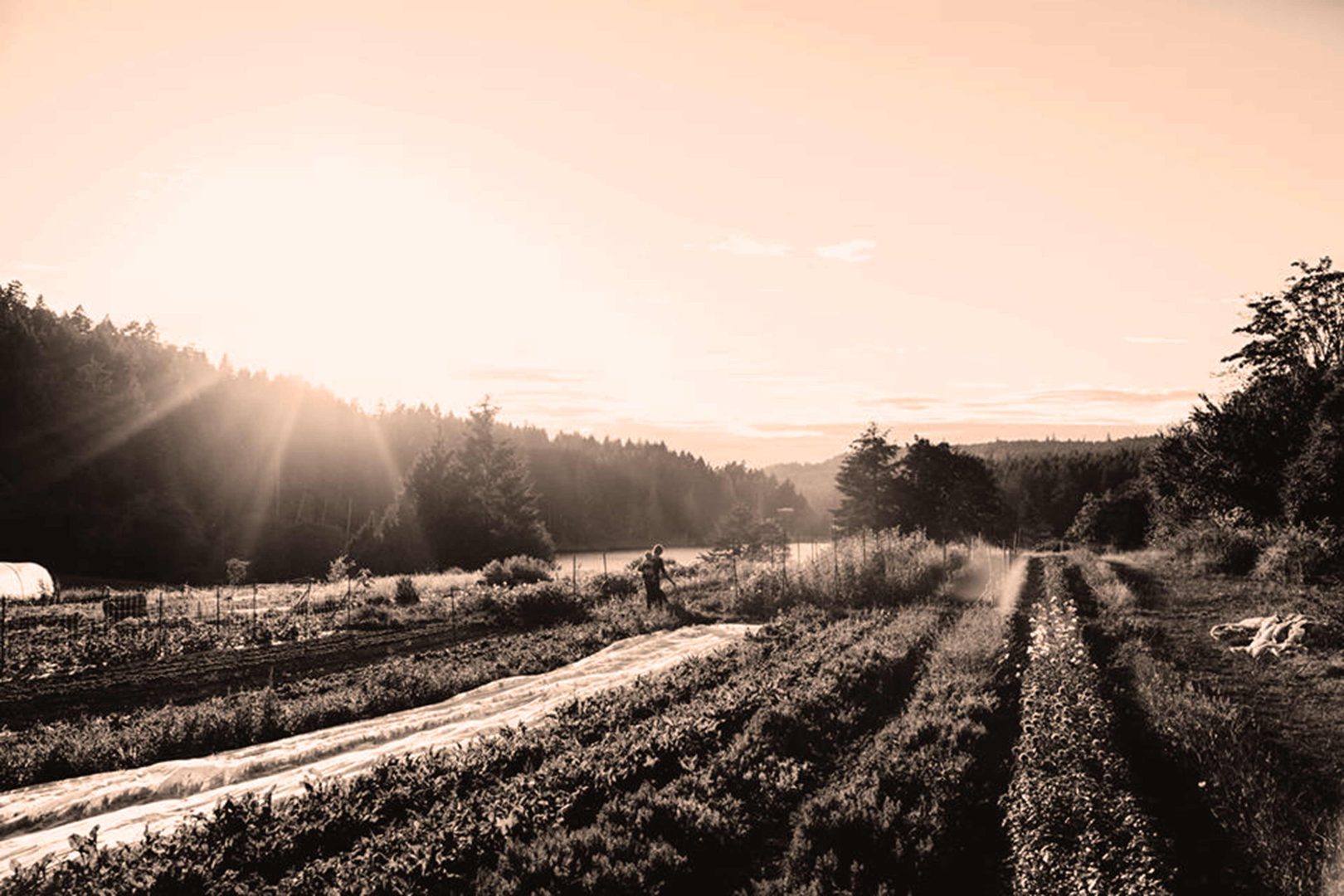 Bullock Lake Contra Dance - Farm with Baby