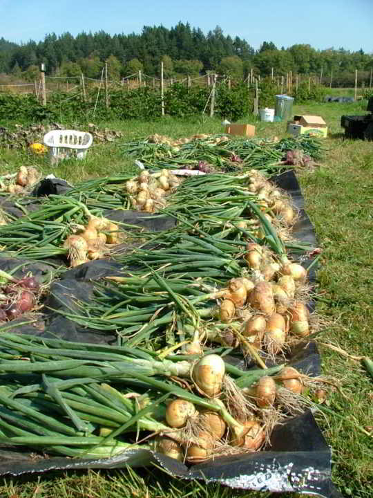 Lohbrunner Community Farm Co-operative