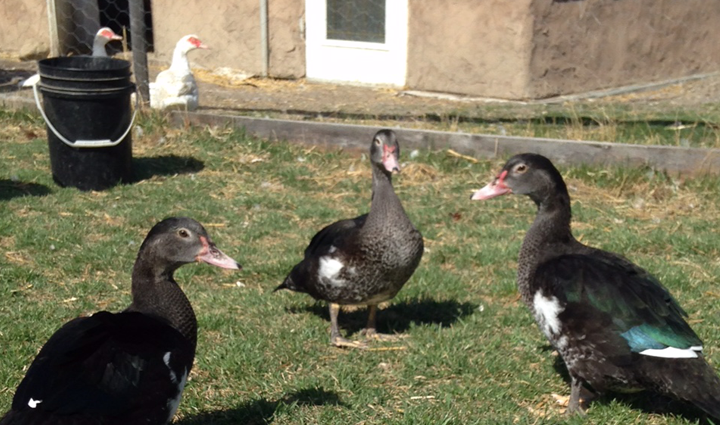 ducks_photo
