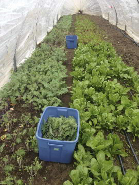 Farm Job Medley Organics