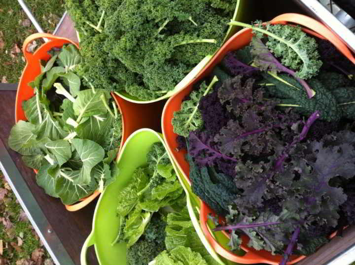 Farm Job Black Sheep Farm