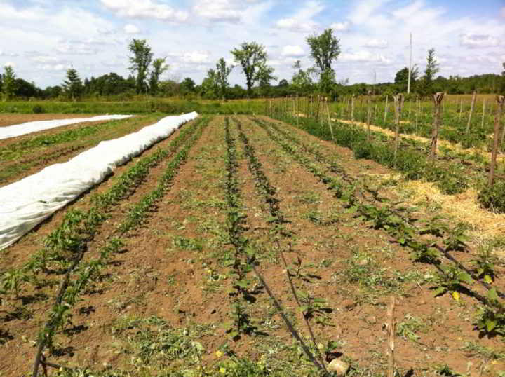 Farm Job Black Sheep Farm