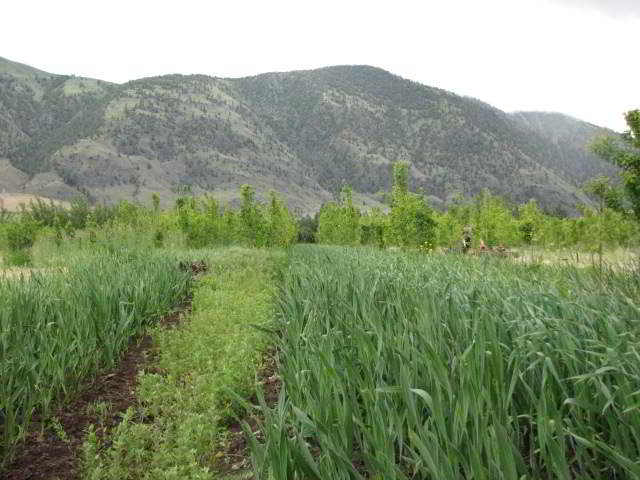 Garlic at Snowy Mountain Farm