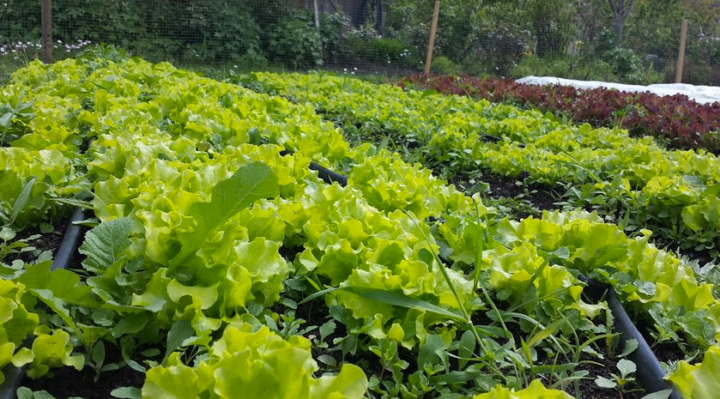 Earthwise Society compost tea