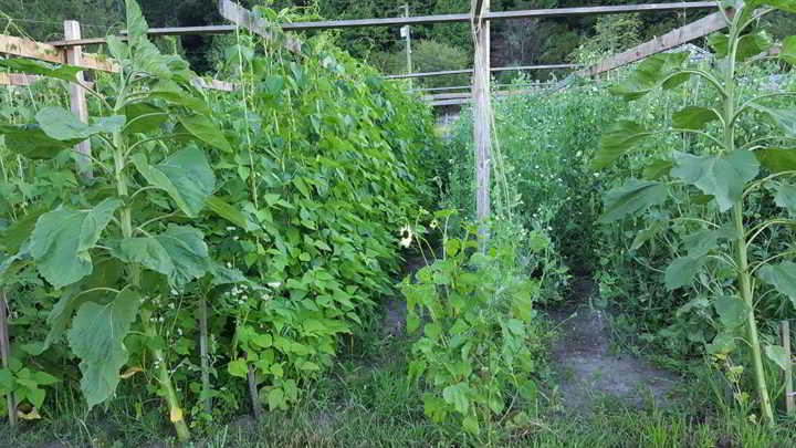 Lohbrunner Community Farm