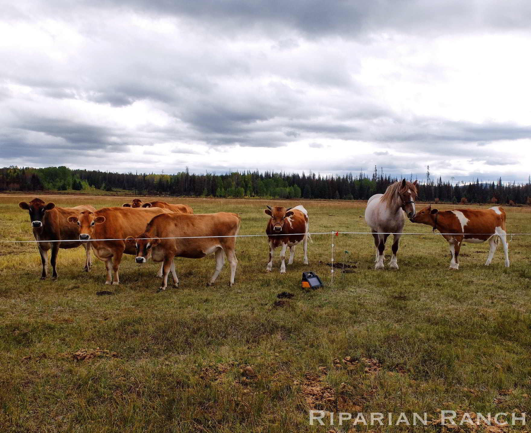 Cows in field at Riparian Ranch