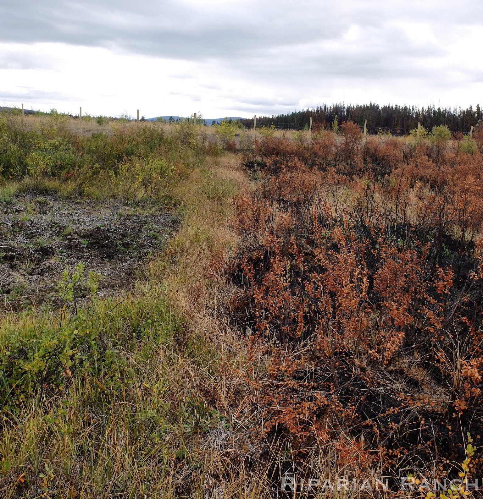 Rotationally grazed field with green plants on left and burned plants on right due to wildfires