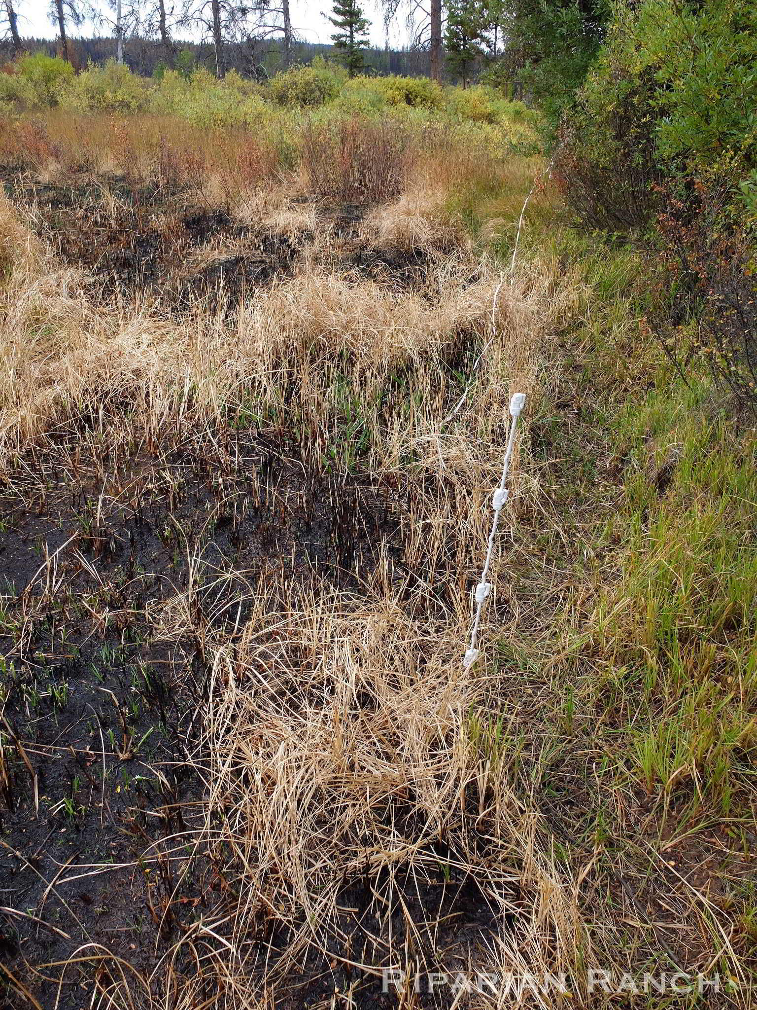 Rotationally grazed field with green plants on right and burned plants on left due to wildfires