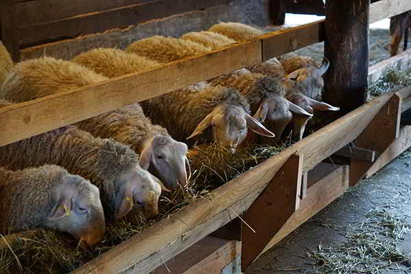 Glenora Farm sheep
