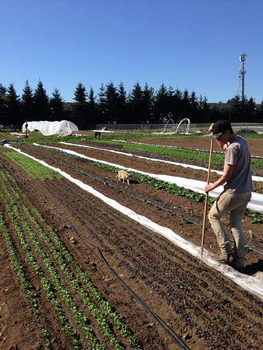 Zaklan Heritage Farm Job