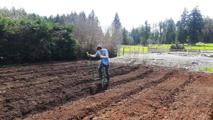 Dancing Dandelion Zach Broadforking