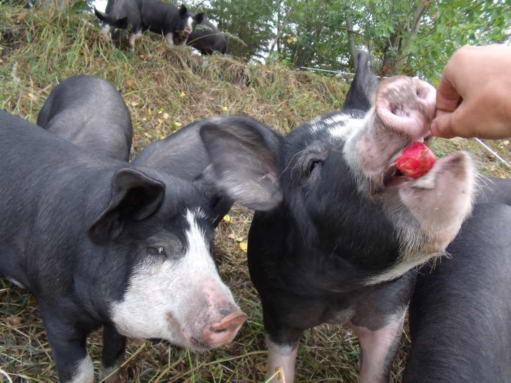 Grass Roots Family Farm_Pigs