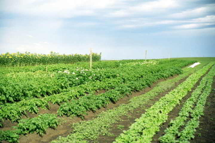 farm-land-alberta-camrose-2