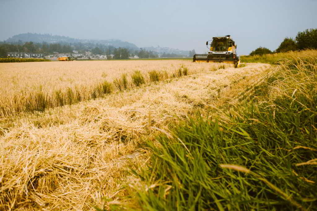 Field House Farms harvesting grain