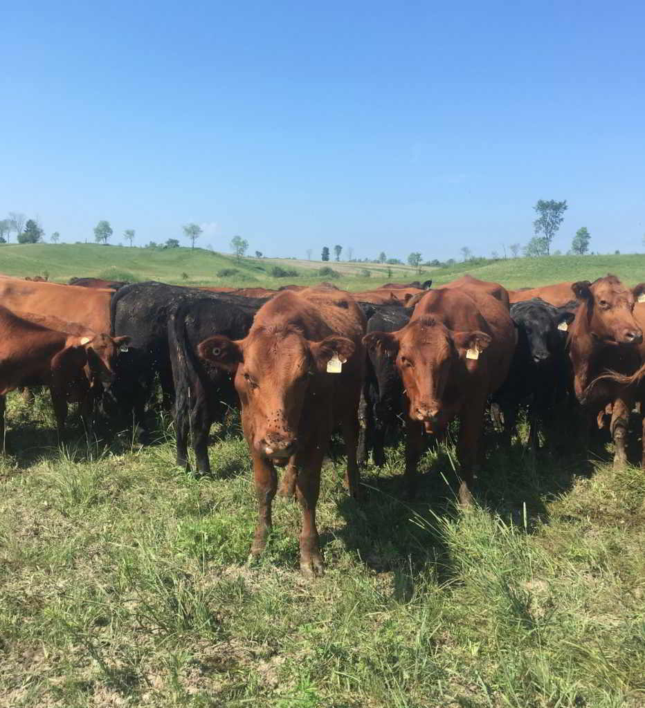 Regeneration Canada mob grazing