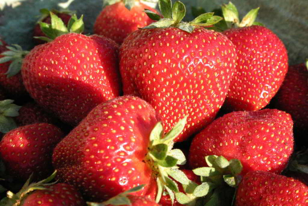 Saanich Organics strawberries
