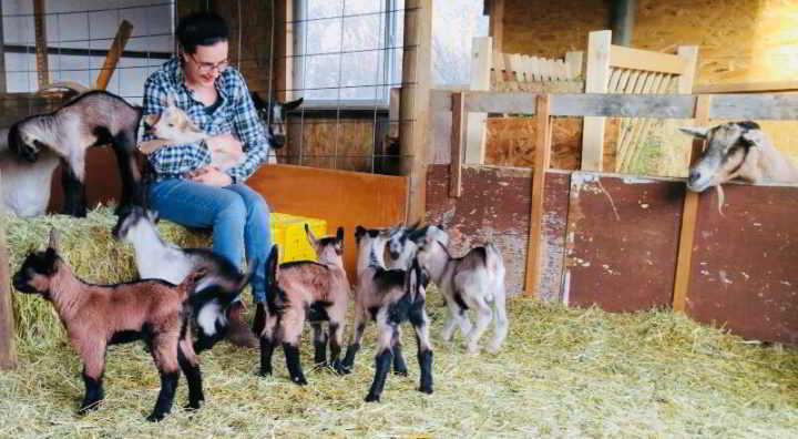 Ramos - Milking Goat Herd