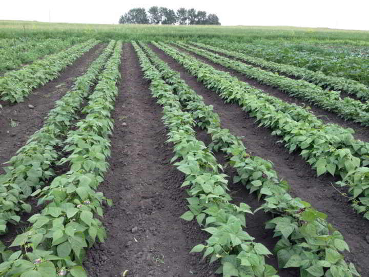 Blue Mountain Biodynamic Farm Garden