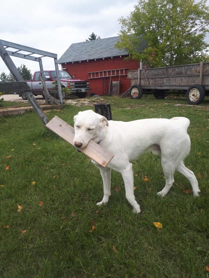 winnipeg manitoba jobs