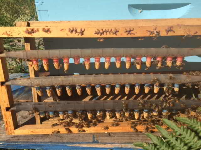 cumberland beekeeping job