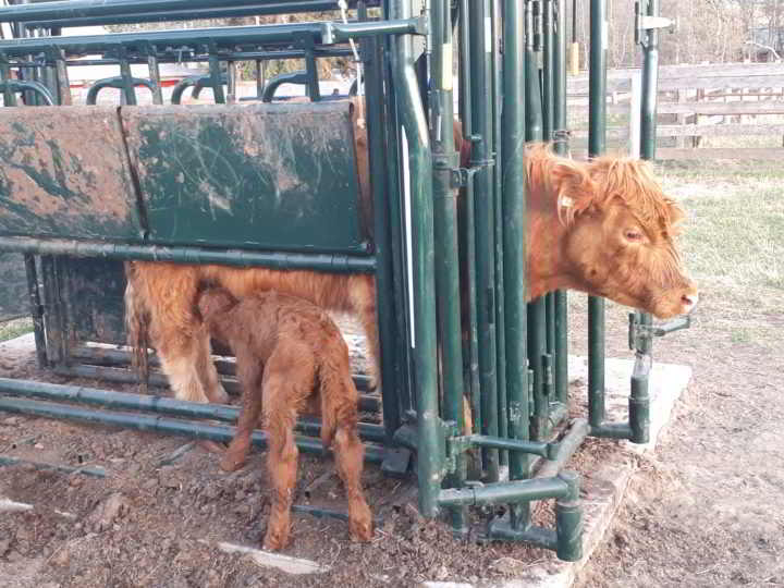 Redtail Farm cow calf